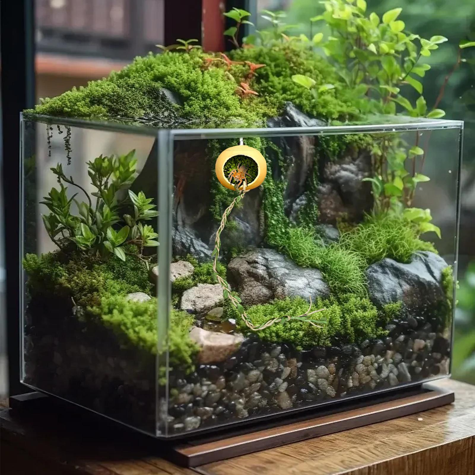 Jumping Spider Enclosure Acces - Jump Rope recension och pris